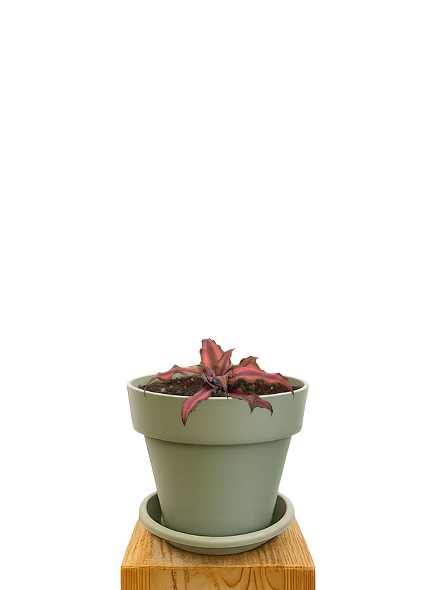 Kit de plantation 14 Vert